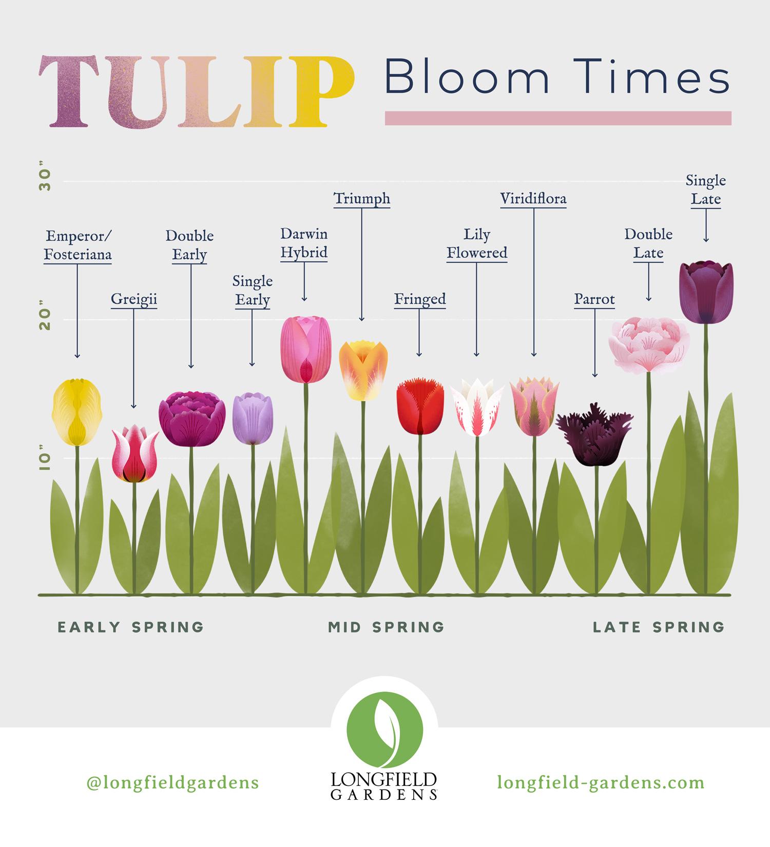 Yes, You Can Still Plant Tulips! | The Peterborough & Area Master