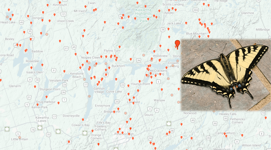 composite - map of iNaturalist sitings and photo of swallowtail butterfly