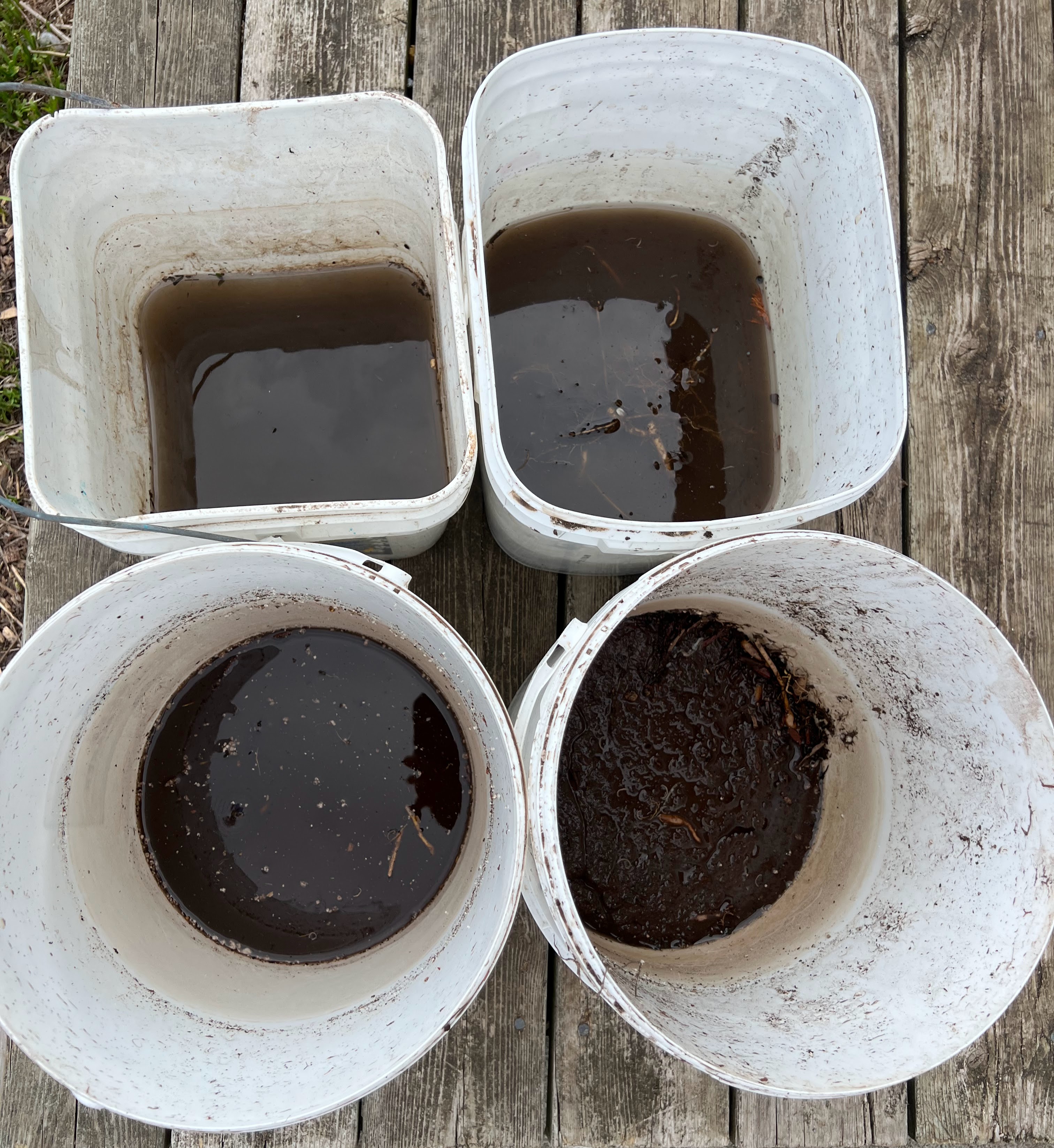 Wash the Roots, Protect Your Garden: A Simple Step That Stops
