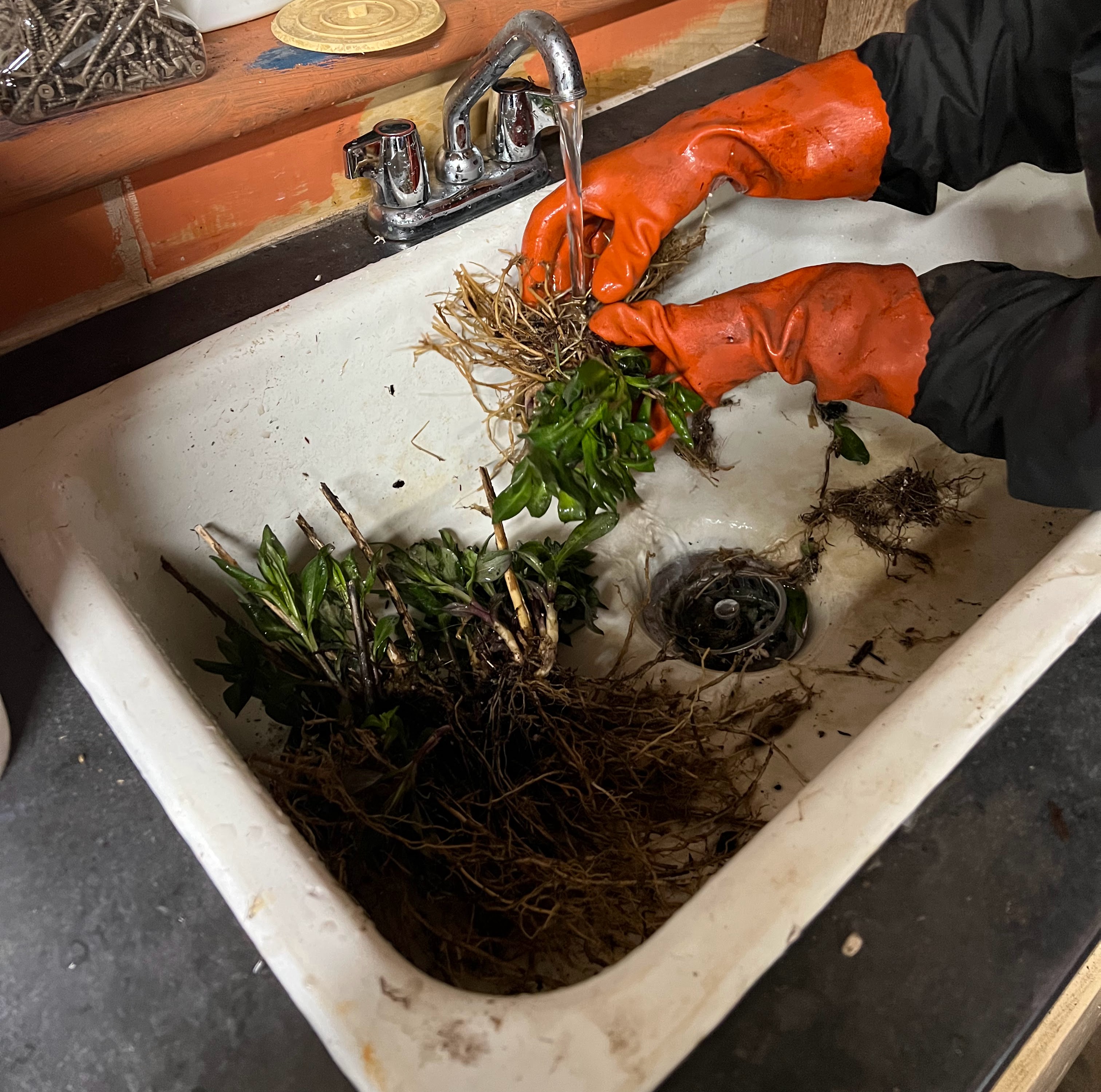 Tree Root Washing Wash the Roots, Protect Your Garden: A Simple Step That Stops Invasive ...