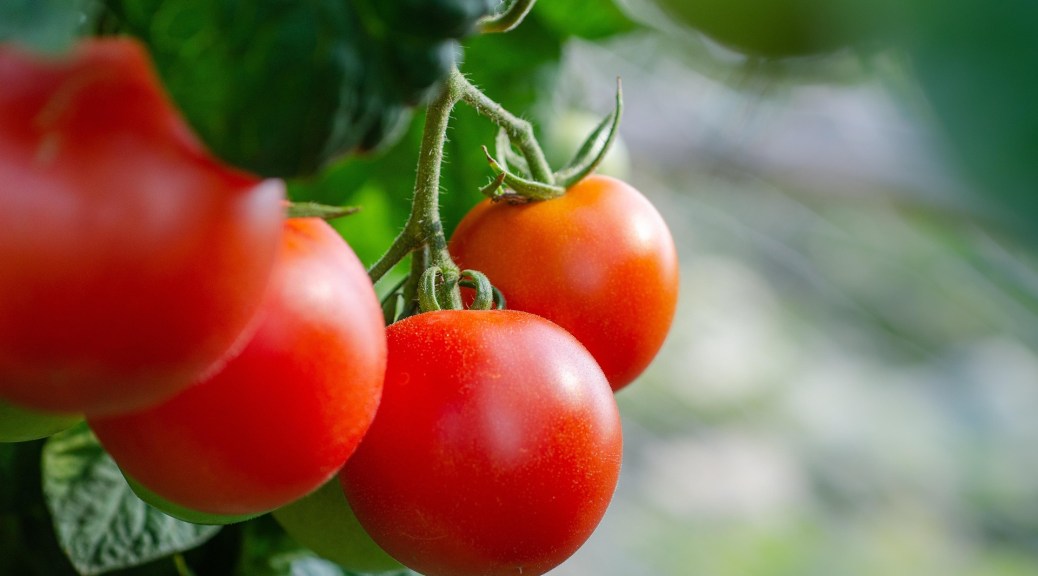 tomatoes on the vine