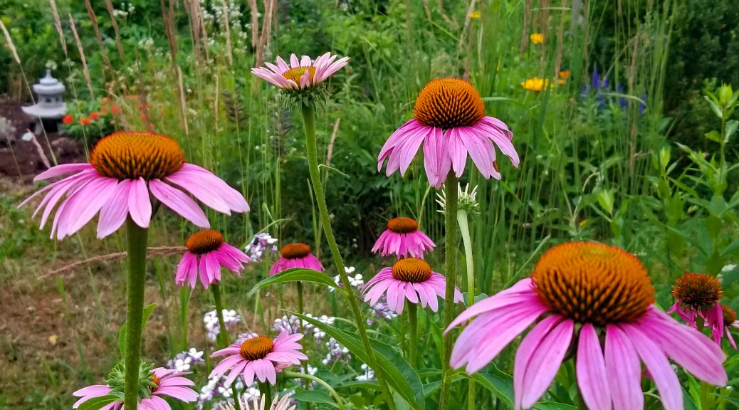 photo of coneflowers