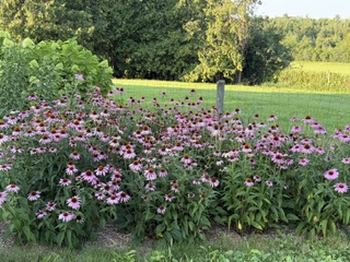 field of echinacea plants